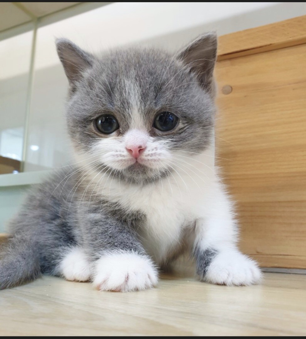 silver and white munchkins kitten for sale
