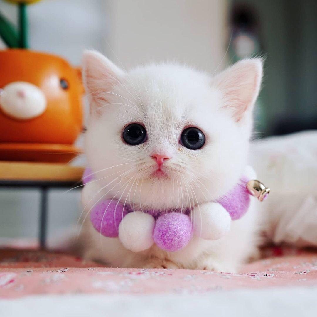 munchkin kitten for sale