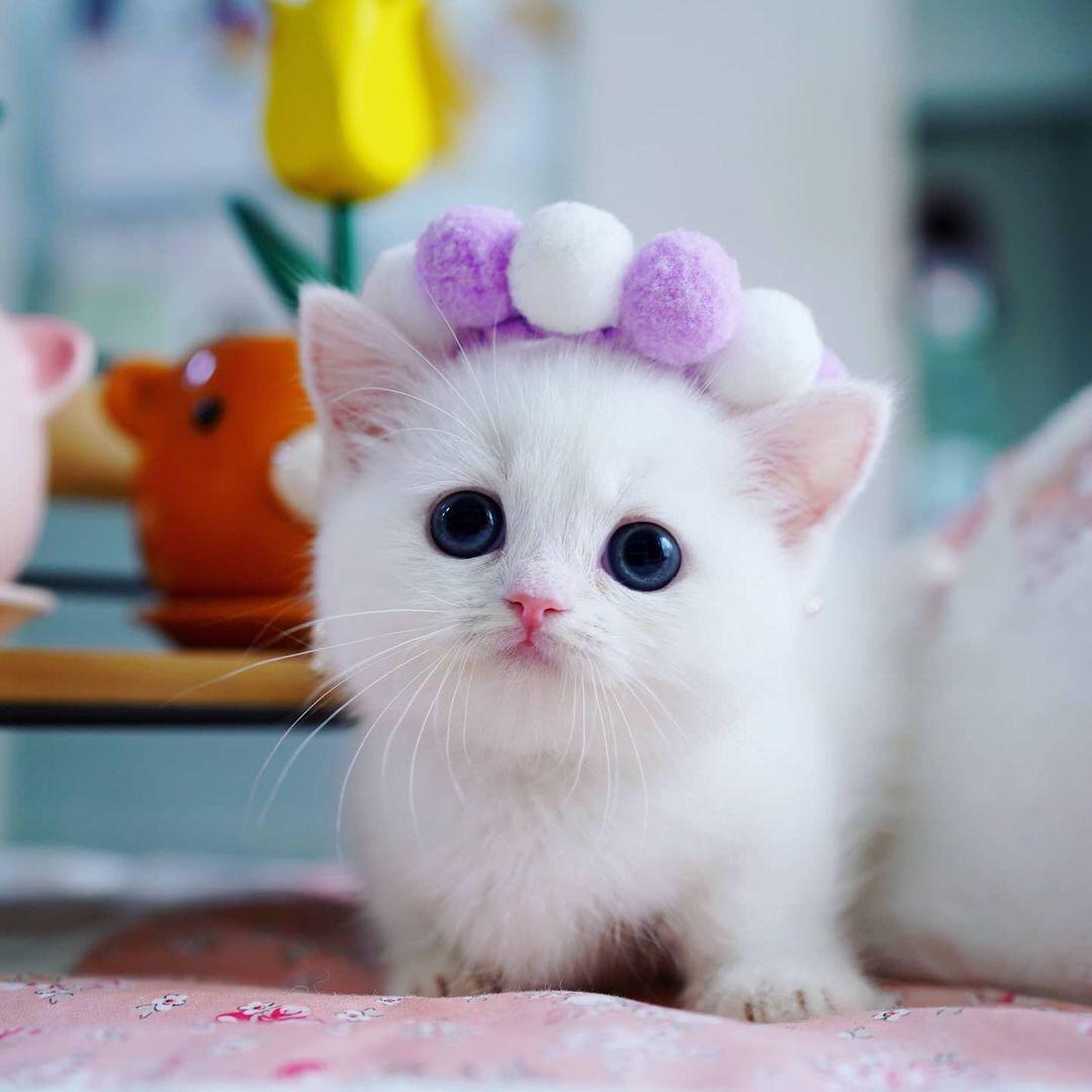 munchkin kitten for sale