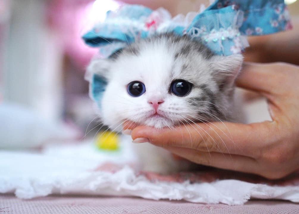 munchkin kitten for adoption