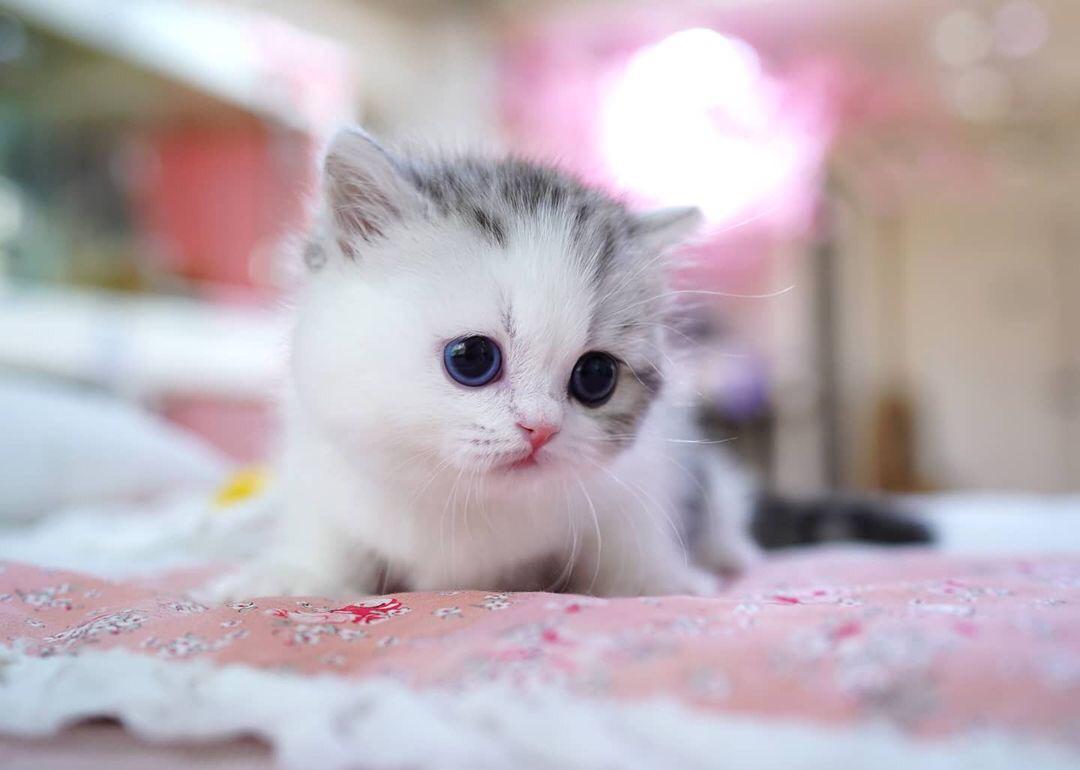 Munchkin cat for sale